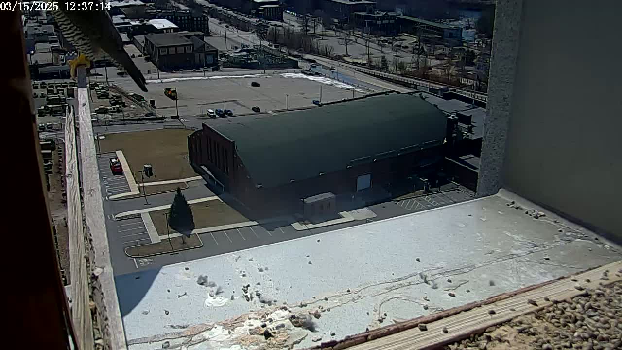 A peregrine falcon is perched on a ledge overlooking a building and a mostly empty parking lot on a sunny day.