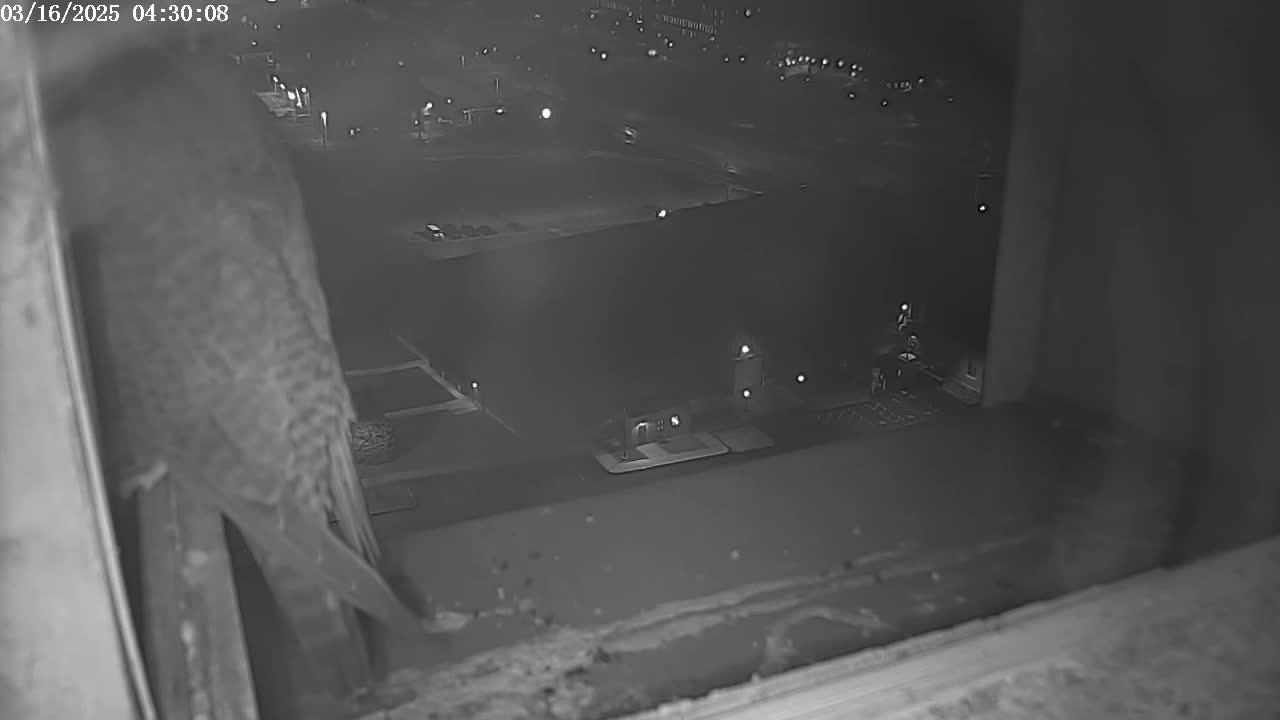 A bird is perched on a windowsill at night, overlooking a dimly lit parking lot and buildings.