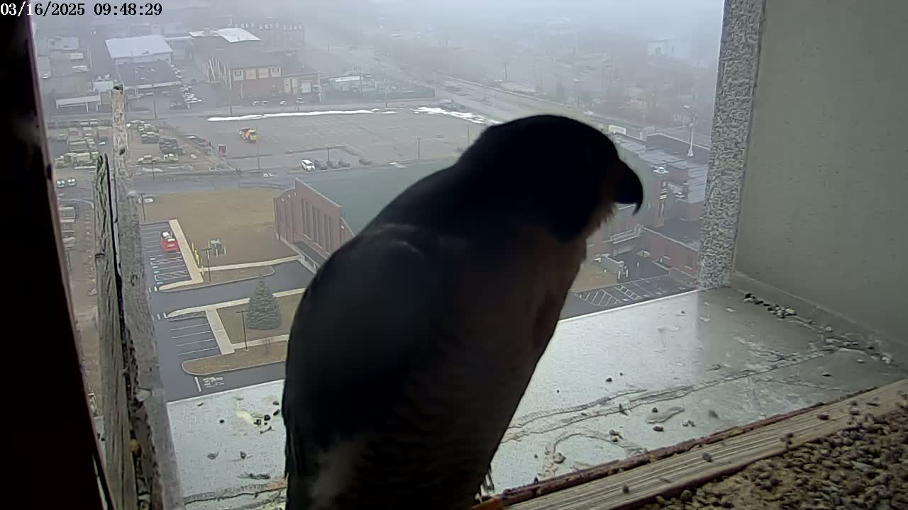 A dark-colored bird of prey sits on a windowsill overlooking a foggy cityscape.