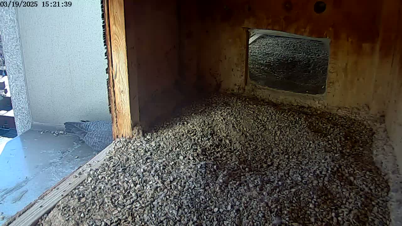 Two birds rest on a layer of gravel inside a wooden box with a small opening to the outside.