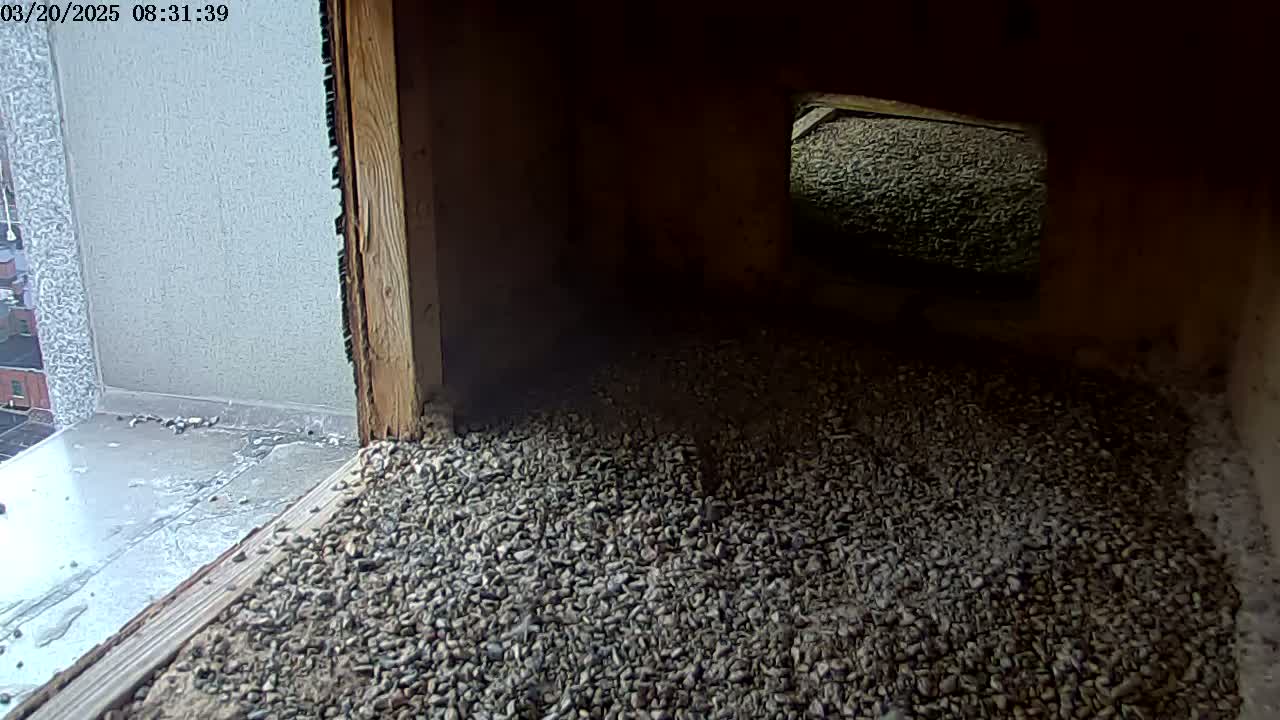 A dimly lit interior space with a gravel floor is partially visible through a wooden structure, and a wet window ledge is seen outside.