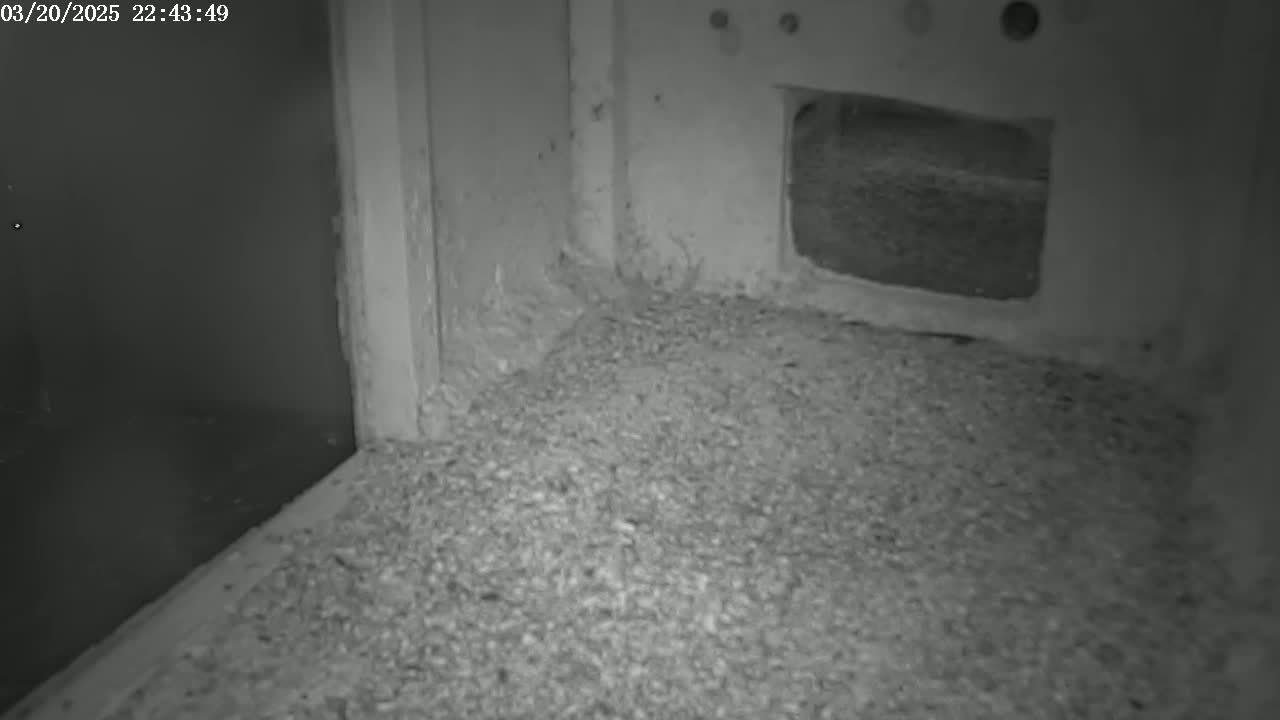 A grayscale image shows a corner of a room at night, with a floor covered in a layer of granular material and a small, square opening in the wall.