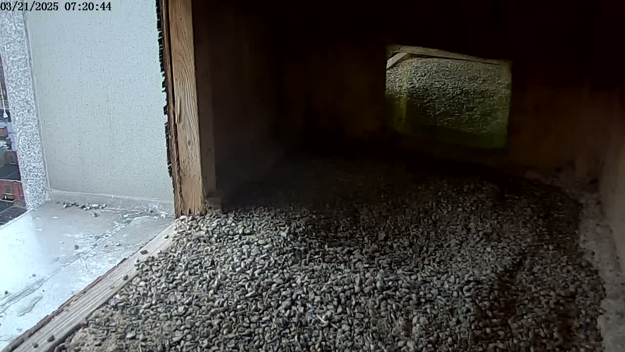 A dark interior space with a floor covered in small, gray gravel is visible through an opening in a wooden structure, with a wet, gray surface outside the opening.