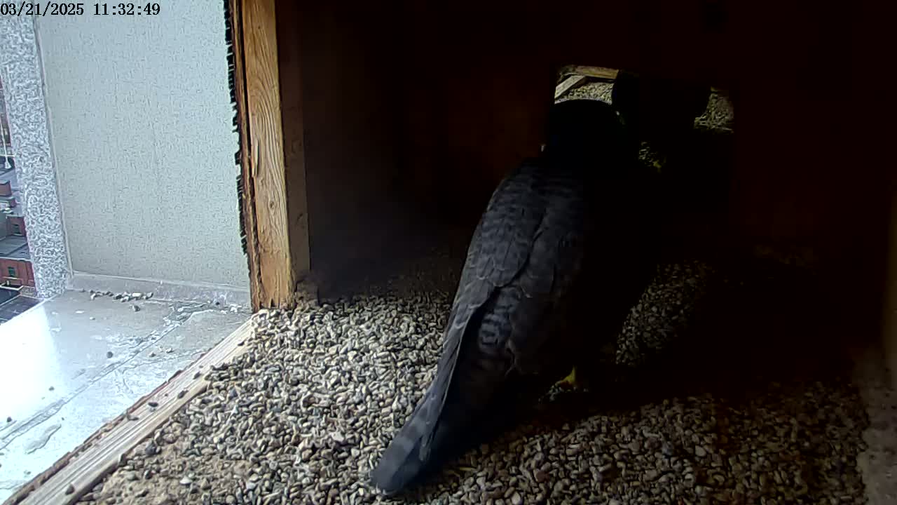 A dark-colored bird stands on a bed of small stones inside a wooden structure next to a window.