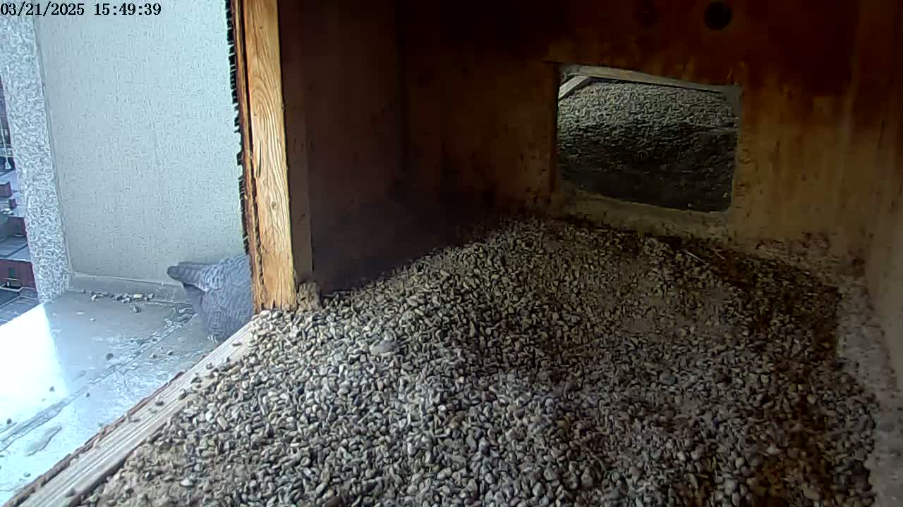 A gray bird is perched on the edge of a gravel-filled nesting box, near a window looking out onto a city building.