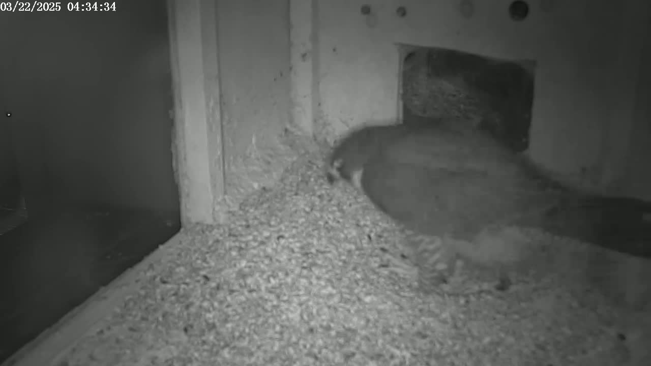 A bird is partially buried in a pile of light-colored granular material in a dark, indoor space.