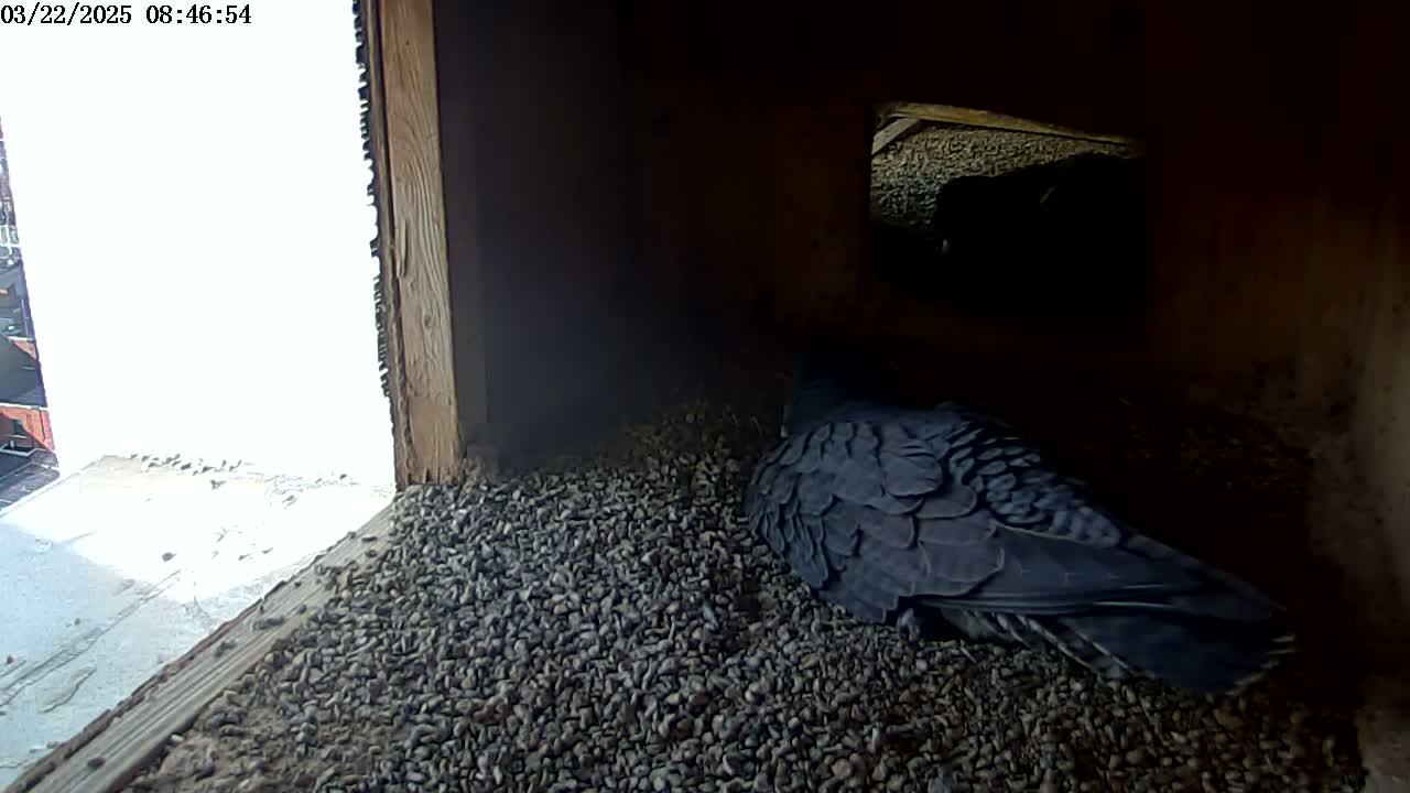 A dark-colored bird sits nestled in a bed of small, dark gravel inside a wooden box with a bright, outdoor view visible through an opening.