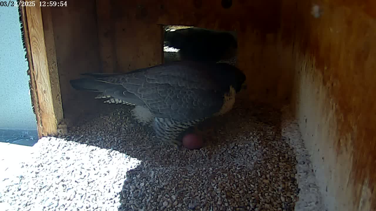 A falcon sits on a bed of gravel inside a wooden box, tending to a single egg.