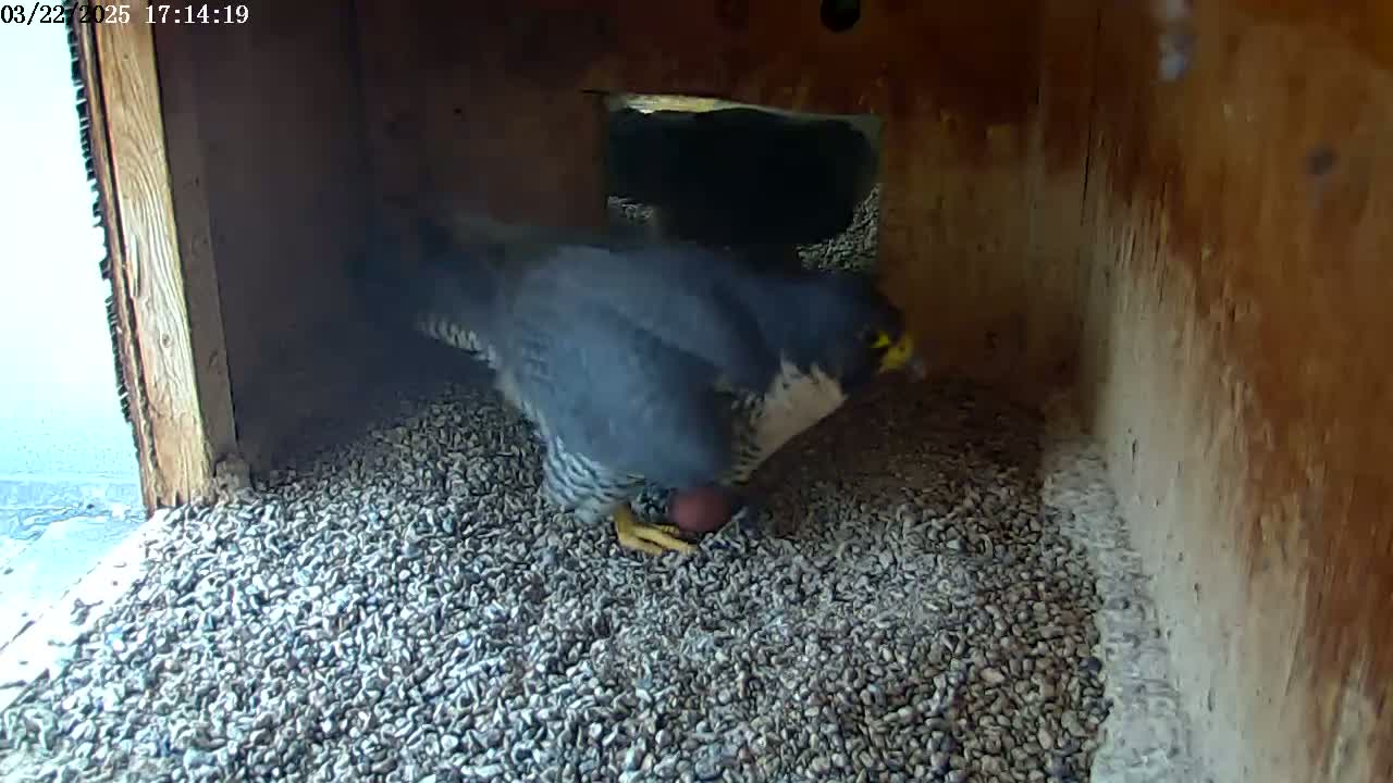 A peregrine falcon is inside a wooden nesting box, manipulating a round object among small pebbles.