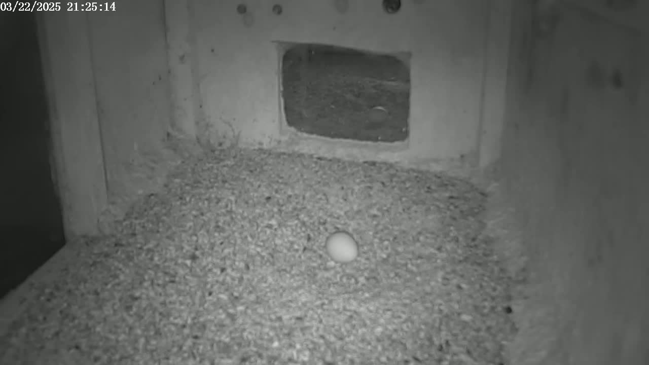 A single, light-colored egg rests on a bed of coarse, granular material inside a dark, enclosed space.