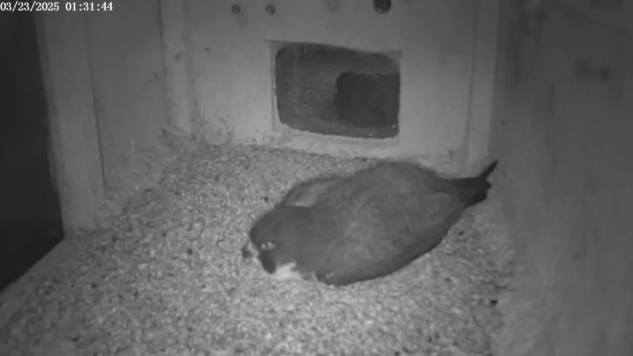A bird rests on a bed of gravel in a dimly lit enclosure.