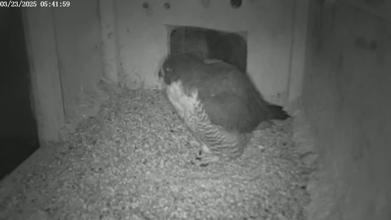 A falcon sits on a pile of nesting material inside a dark enclosure.