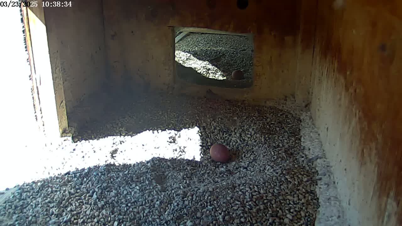 A single, reddish-brown egg rests on a bed of small, dark gray pebbles inside a wooden box, lit by bright sunlight streaming in from an open doorway.