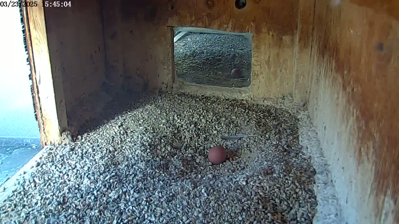 The interior of a wooden box is filled with small stones, a single reddish-brown egg, and a feather.
