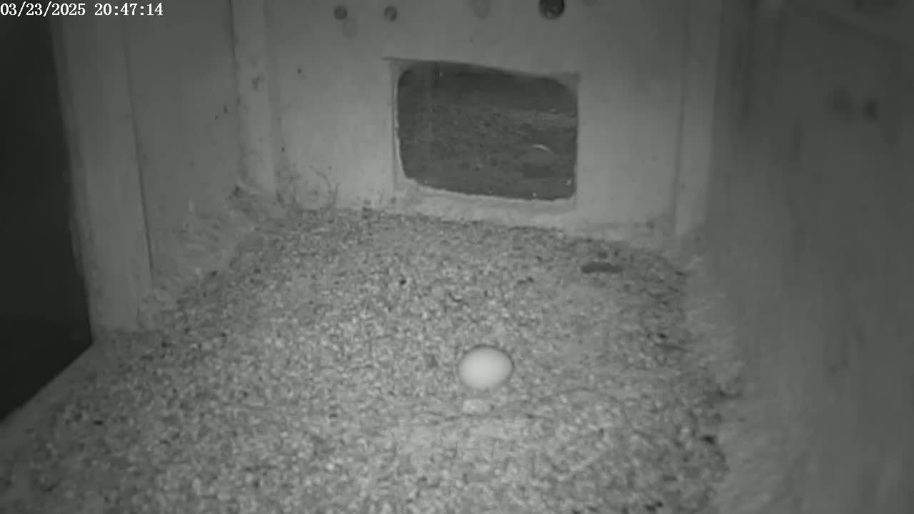 A single, pale egg rests on a bed of gravel within a dark, enclosed space.