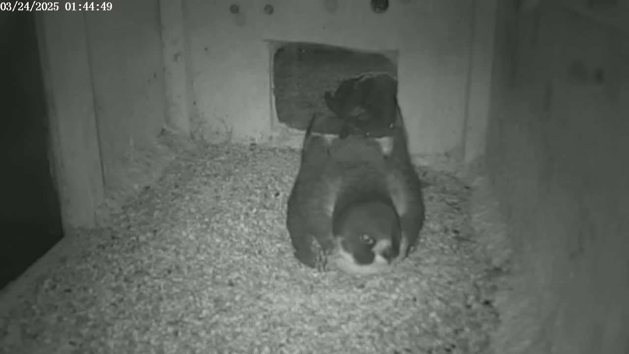 A dark-colored animal sits on a bed of granular material inside a dimly lit enclosure.