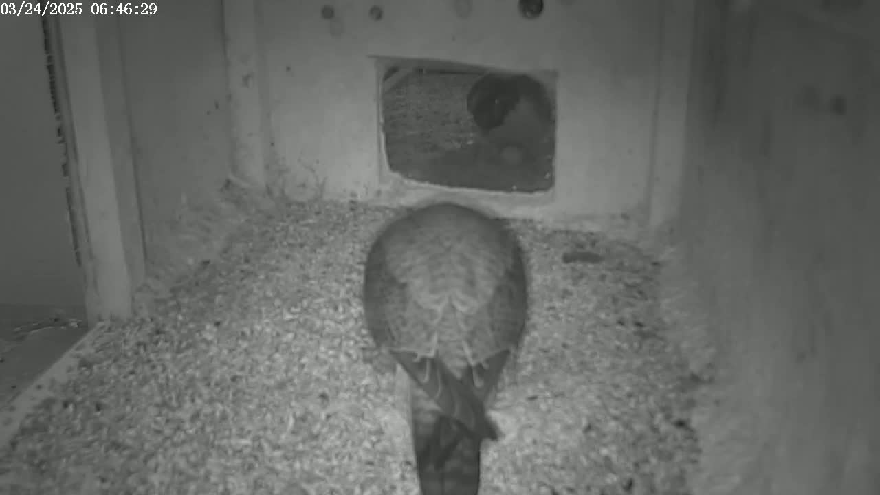 A bird sits on a bed of wood shavings inside a dimly lit enclosure, with another bird visible through a small opening in the wall.