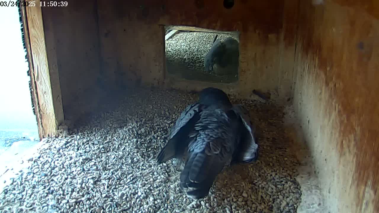 A dark-colored bird sits on a bed of small, gray rocks inside a wooden box with an opening showing a view of the outside on a bright day.