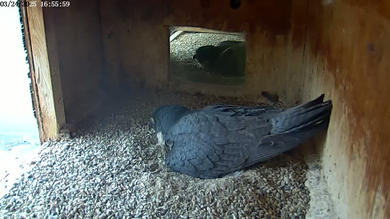 A dark-colored bird rests on a bed of small stones inside a wooden box, with a bright sky visible through an opening.