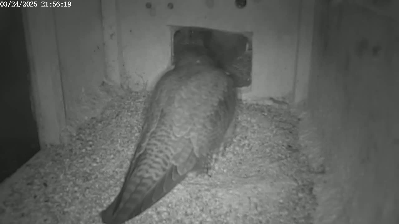A bird, possibly a falcon, is partially inside a small opening in a dark, indoor structure, resting on a bed of light-colored material.