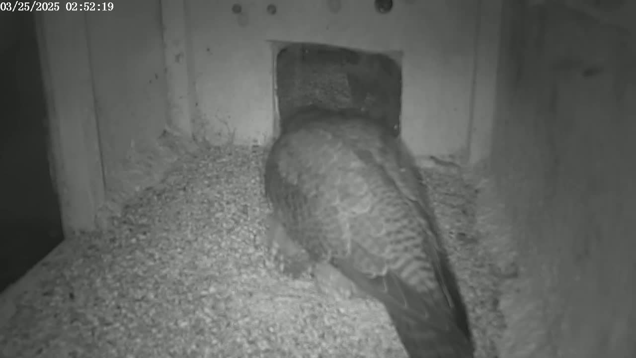 A bird sits on a bed of small, loose material inside a dark, enclosed space.