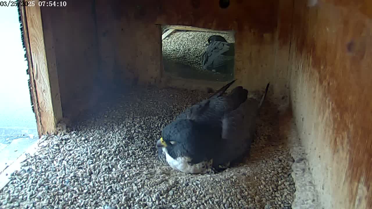 A peregrine falcon rests on a bed of gravel inside a wooden box, with another bird visible through an opening.