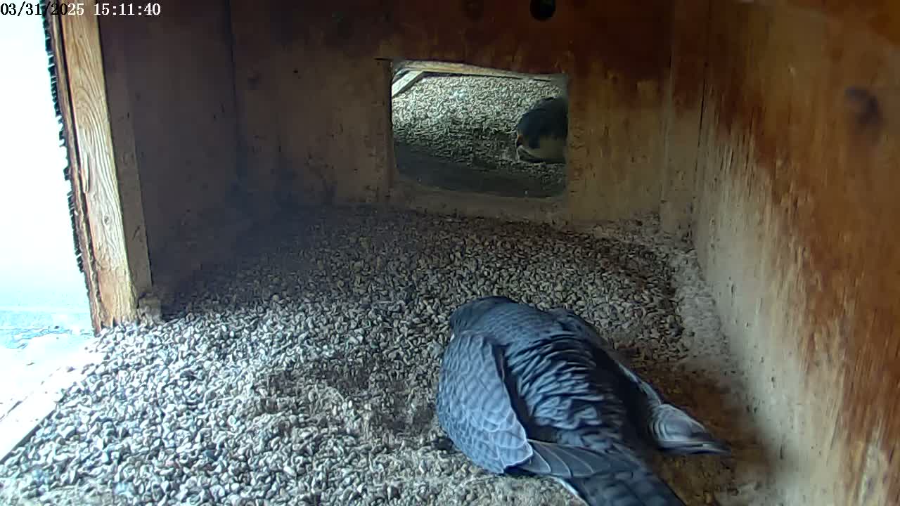 A dark-colored bird sits on a bed of small stones inside a wooden box, with a glimpse of another bird visible through an opening.