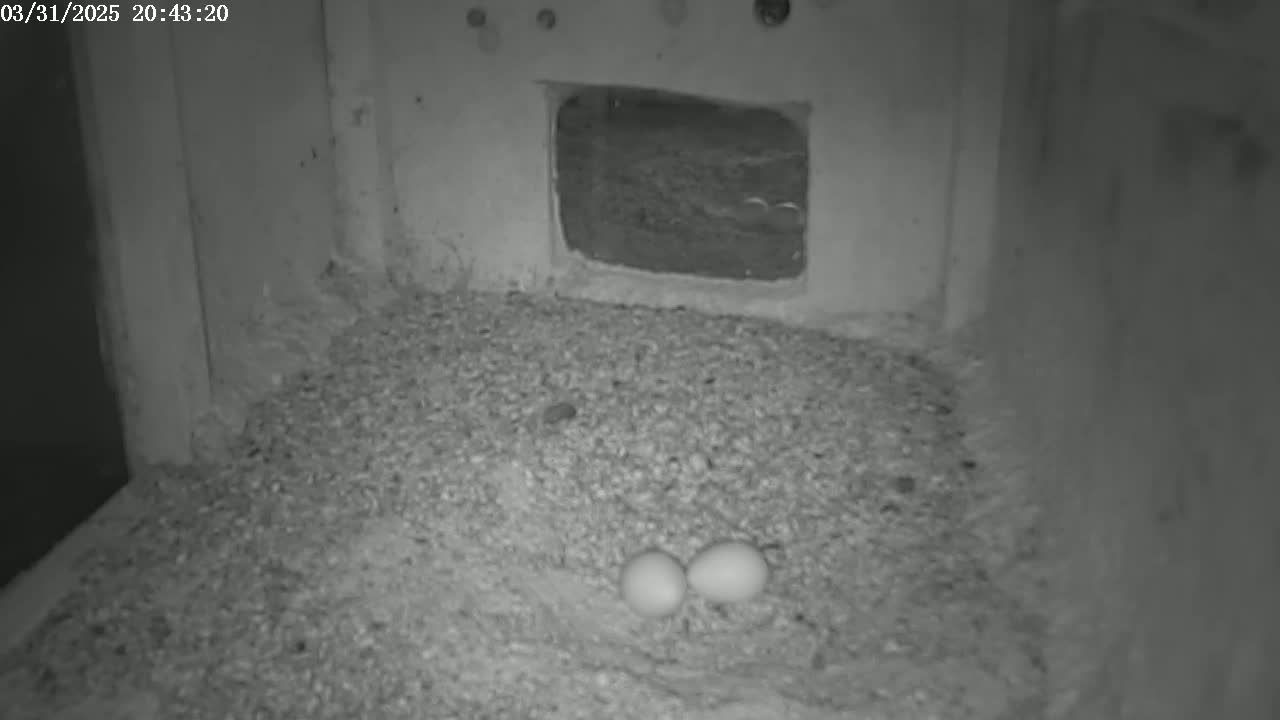 Two eggs rest in a nest of light-colored, granular material within a dark, enclosed space.