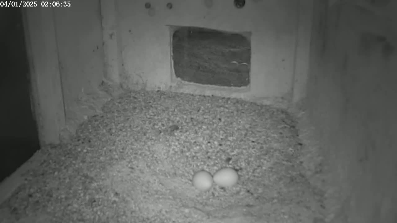 Two eggs rest in a nest of granular material inside a dark, concrete enclosure.