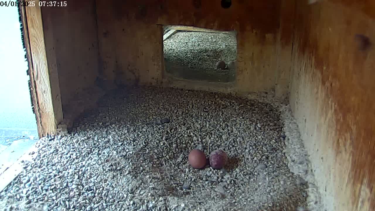 Two speckled eggs rest on a bed of small gray stones inside a wooden box, with a small opening revealing a similar stone-covered area beyond.