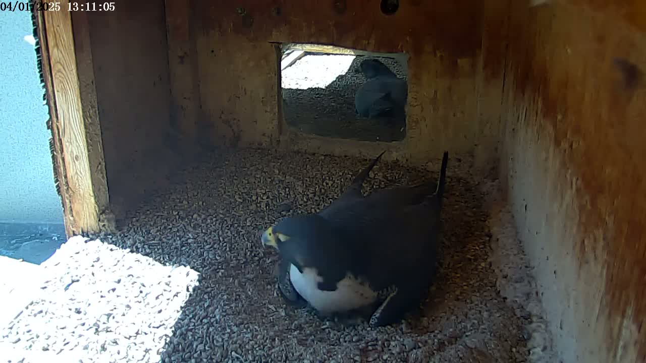 A peregrine falcon sits on a bed of gravel in a wooden box, partially illuminated by sunlight entering through an opening.