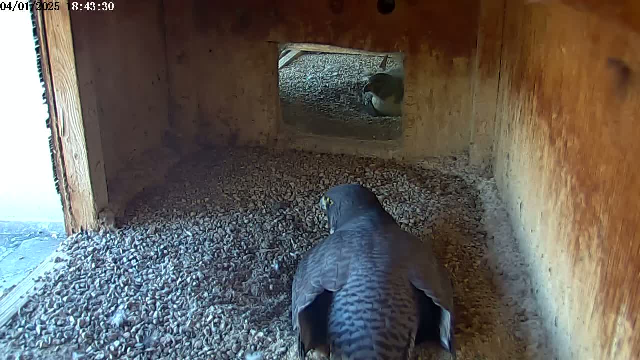 A dark-colored bird of prey sits in a wooden box filled with small stones, and another bird is visible through a small opening.