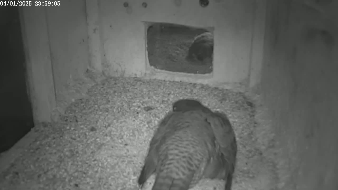 A bird sits on a bed of gravel inside a dark, concrete enclosure with a small opening revealing another bird in the background.