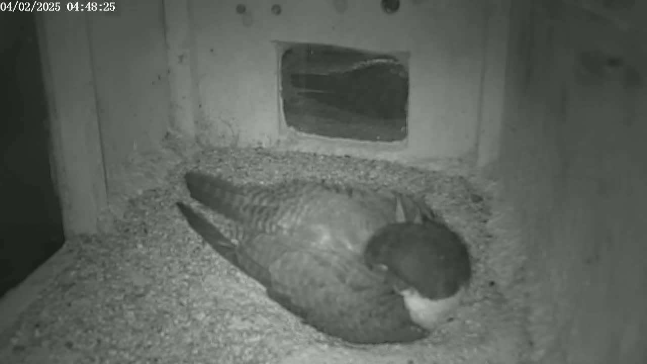 A bird, possibly a falcon, rests on a bed of gravel inside a dark, enclosed space.