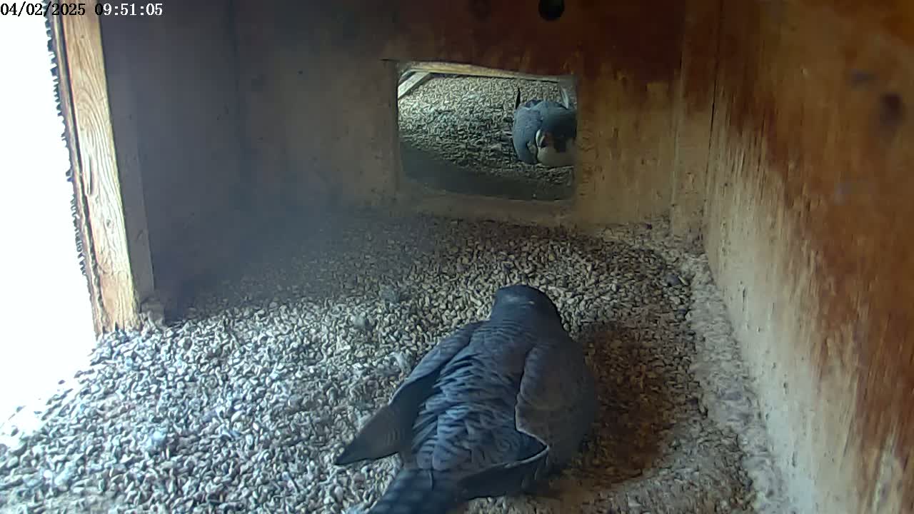 A peregrine falcon sits on a bed of gravel inside a wooden box, with another falcon visible through an opening.
