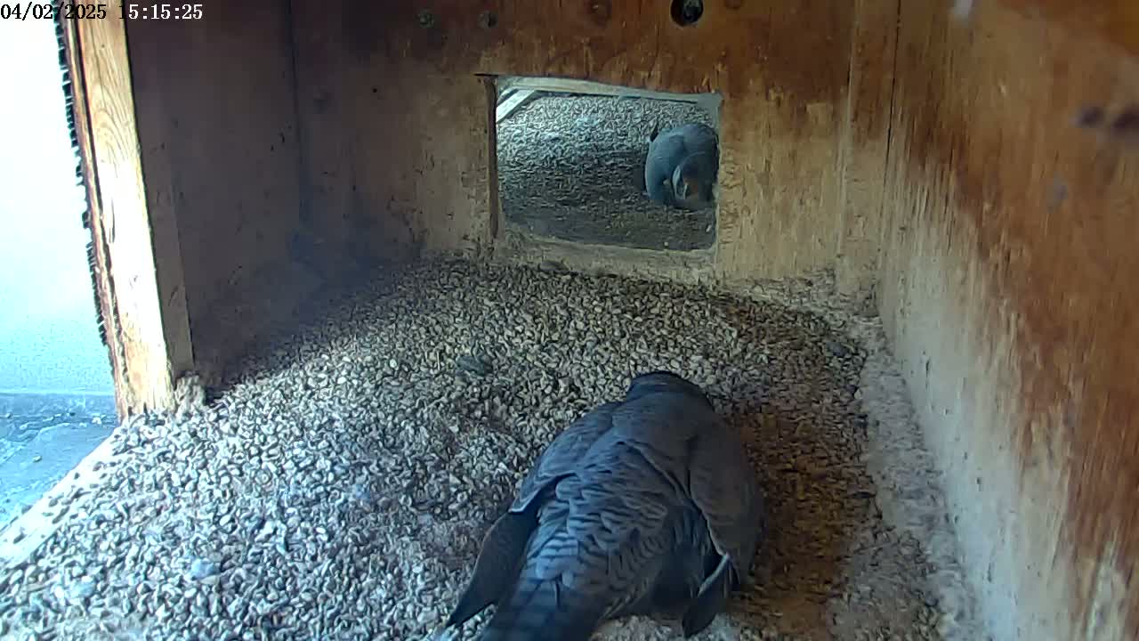 Two dark-colored birds are inside a wooden box filled with small, gray pebbles.