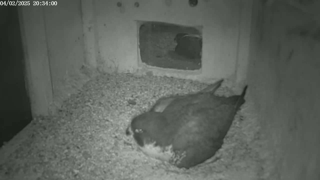 A dark-colored bird sits on a bed of granular material inside a dimly lit structure.
