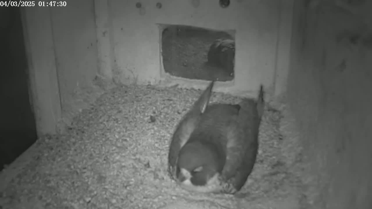 A bird is sleeping on the ground in a small, dimly lit enclosure.