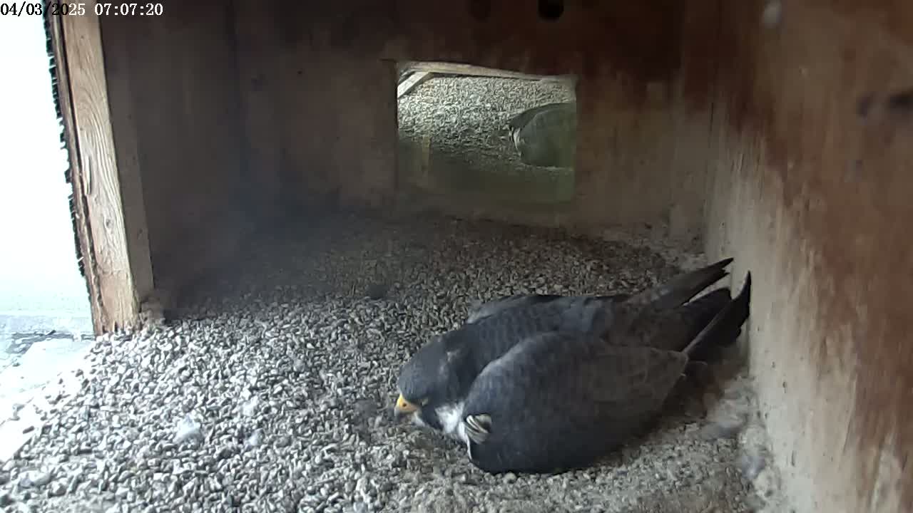 Two dark-colored birds are nestled together on a bed of small, gray pebbles inside a wooden structure.