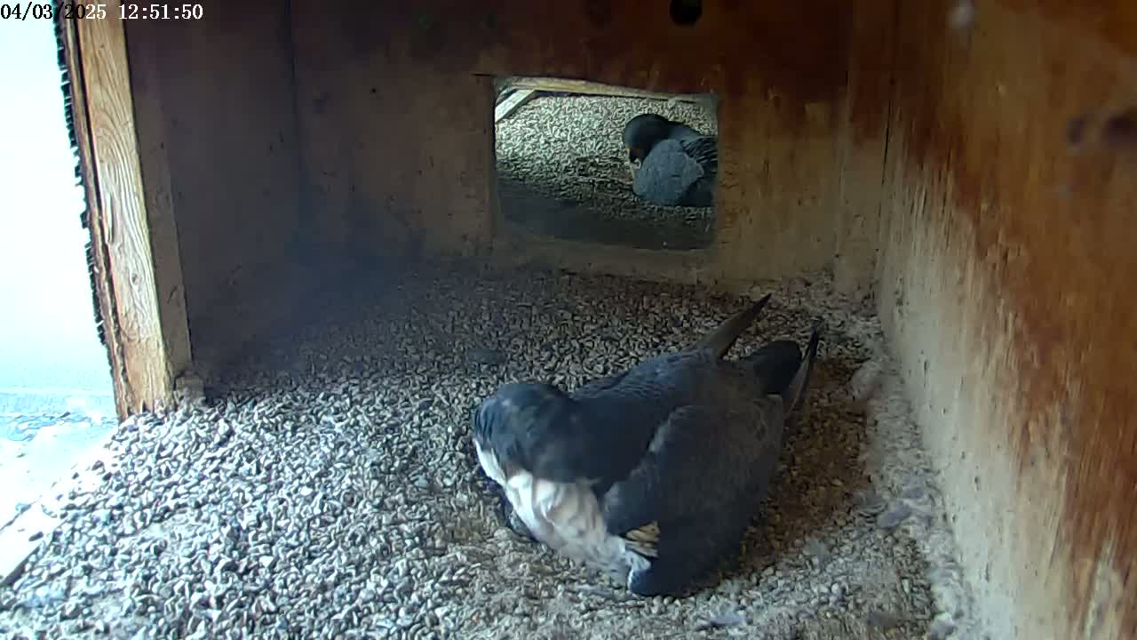 Inside a wooden birdhouse, a dark-colored bird sits on a bed of small gravel, partially obscured by another bird visible through a small opening.