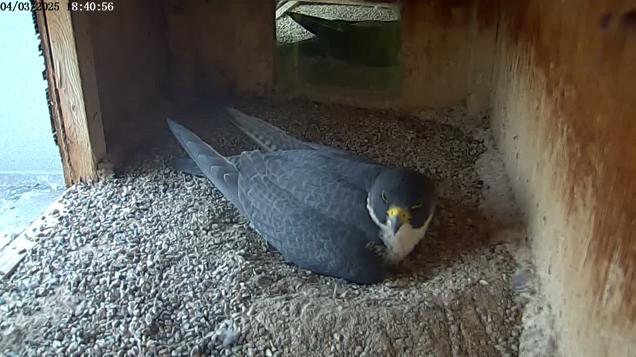 A dark gray falcon rests on a bed of small gray stones inside a wooden box.
