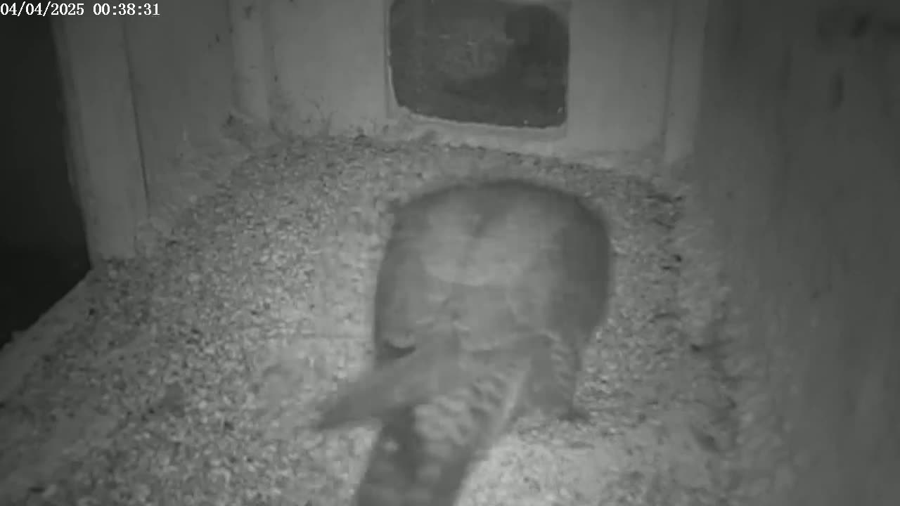 A bird is seen from behind in a dark, enclosed space on a bed of granular material.