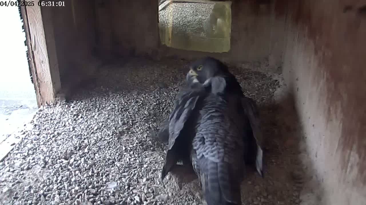 A dark-colored falcon preens itself on a bed of small, gray stones inside a stone enclosure.