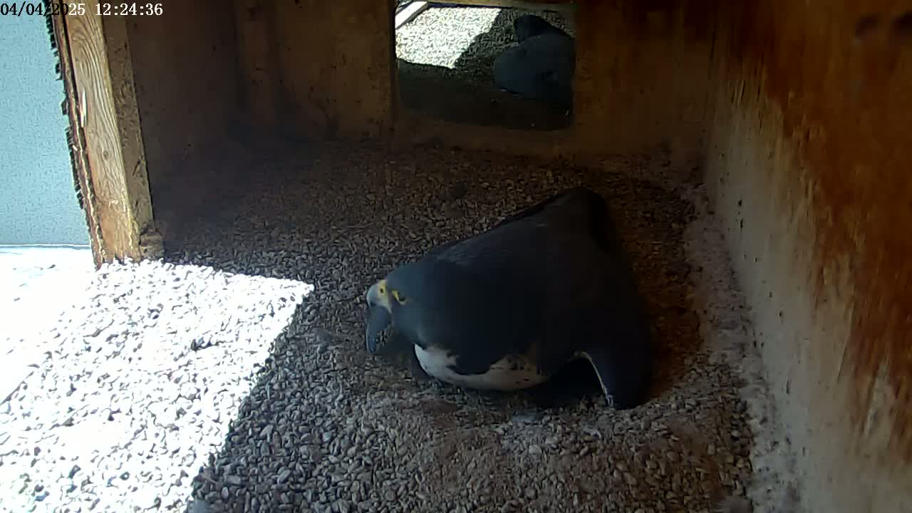A dark-colored bird sits on a bed of gravel inside a wooden structure, illuminated by sunlight from an opening above.
