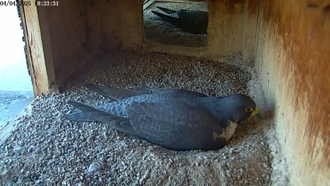 A dark-colored falcon rests in a wooden nesting box filled with small gravel.
