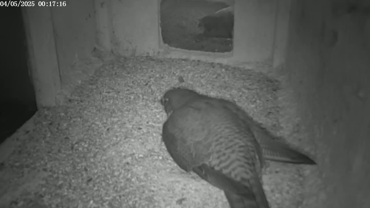 A bird lies on a bed of granular material inside a dark, enclosed space.