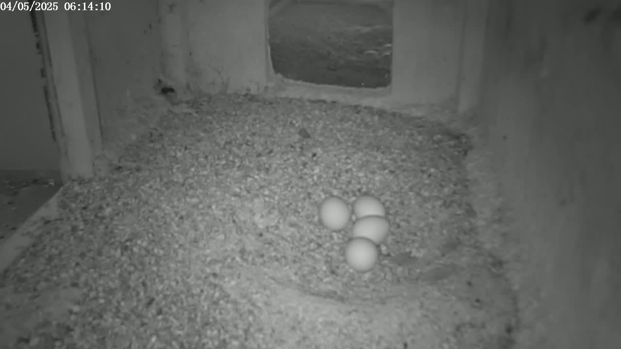 Four white eggs rest in a pile of granular material inside a dark, enclosed space.