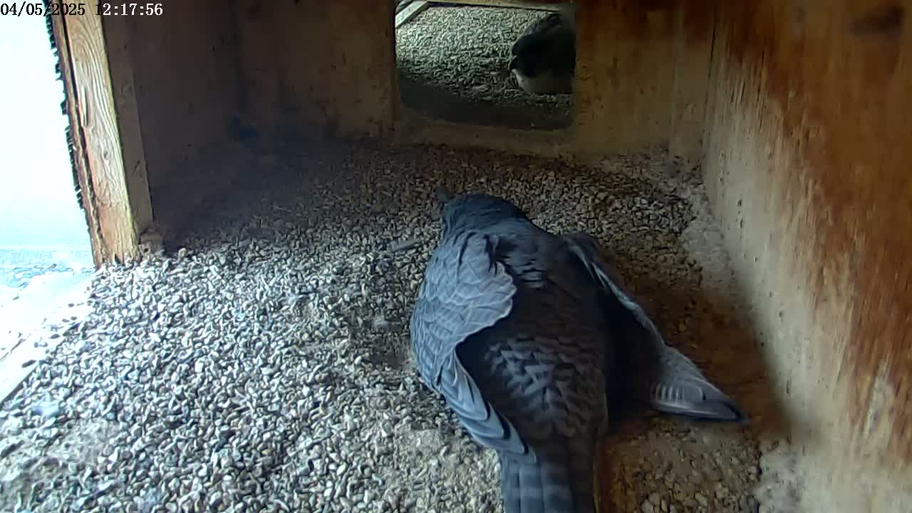 A dark-colored bird sits on a bed of small stones inside a wooden box with a small opening showing a bright sky outside.