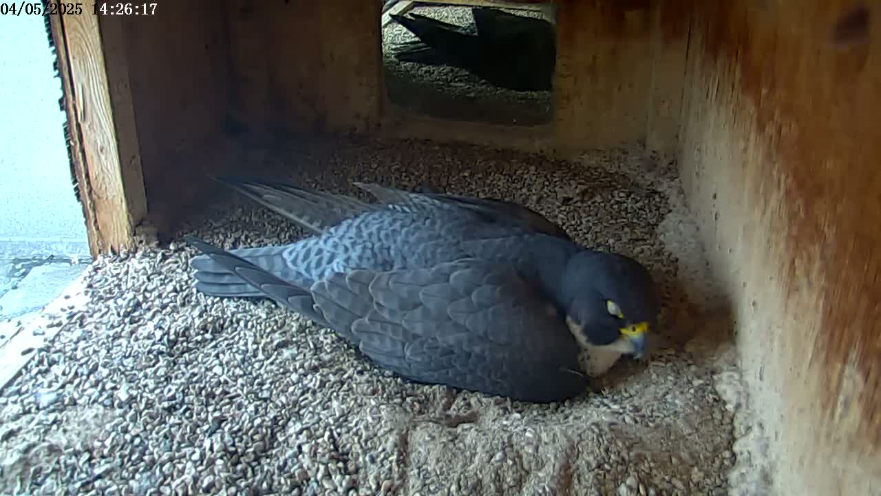 A peregrine falcon rests on a bed of gravel inside a wooden nesting box.