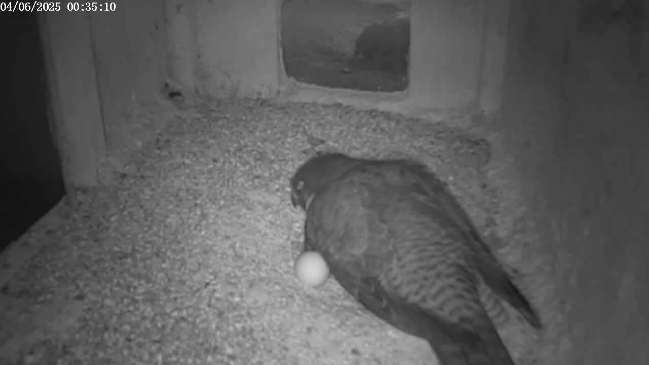 A bird is lying on the ground next to a single egg inside a dark, enclosed space.